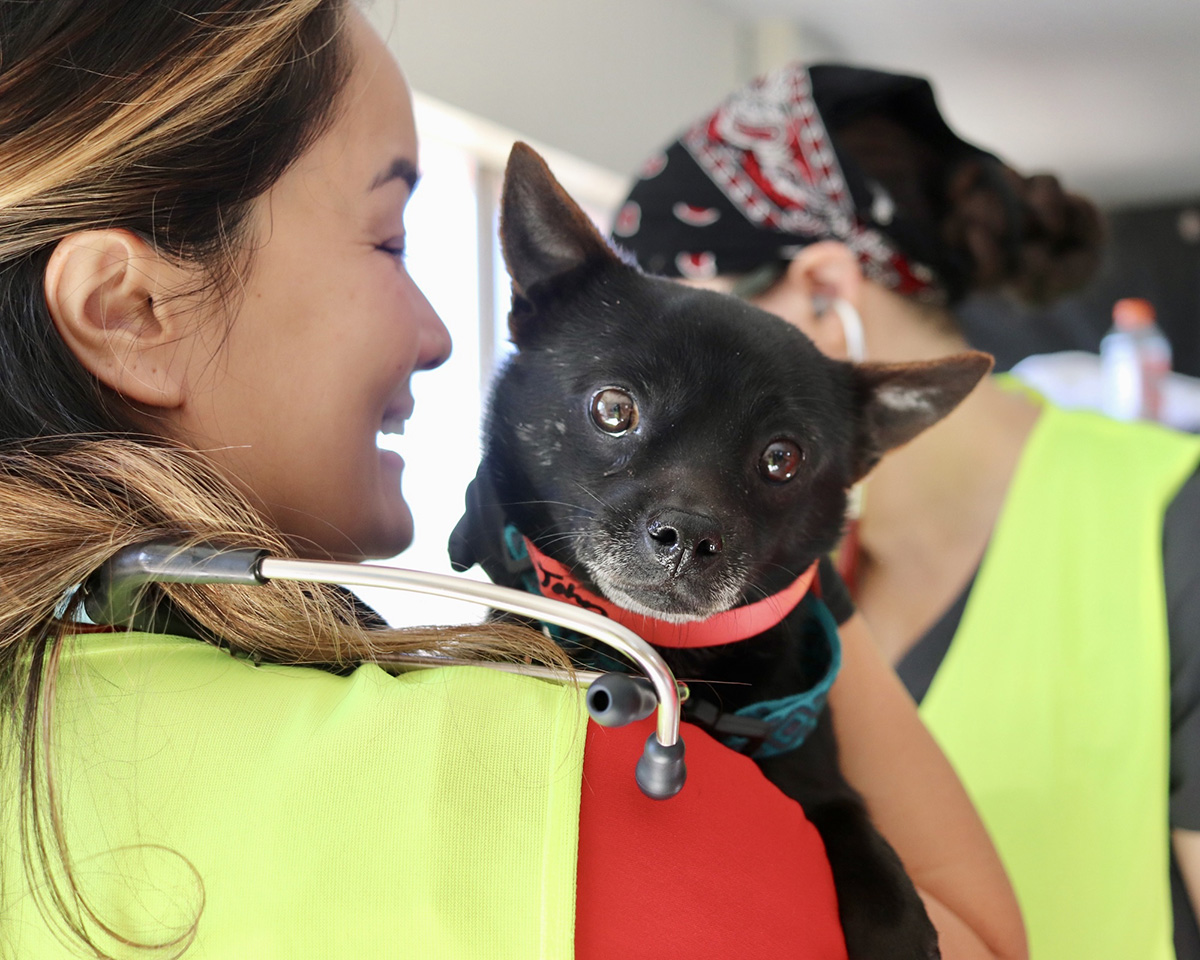 Business data visualization