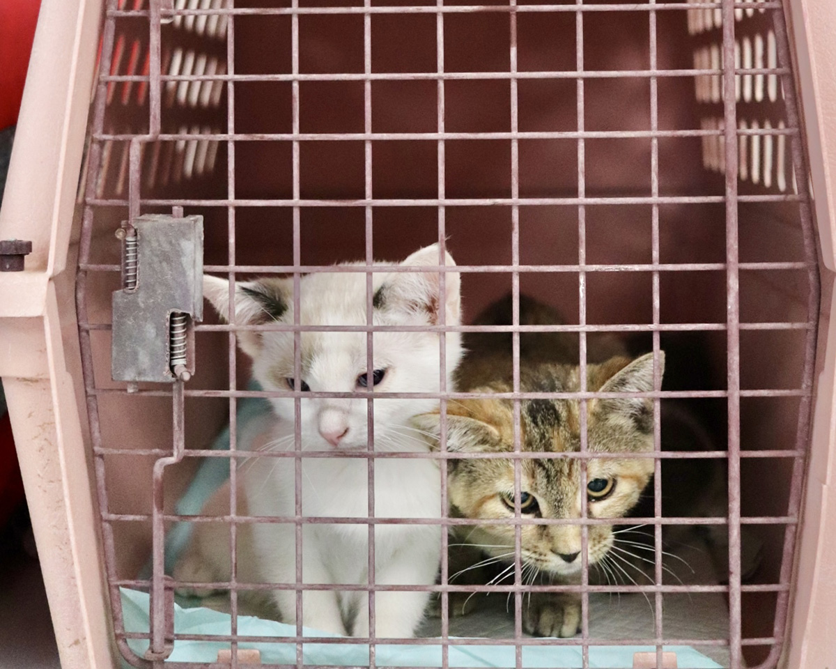 Business data visualization