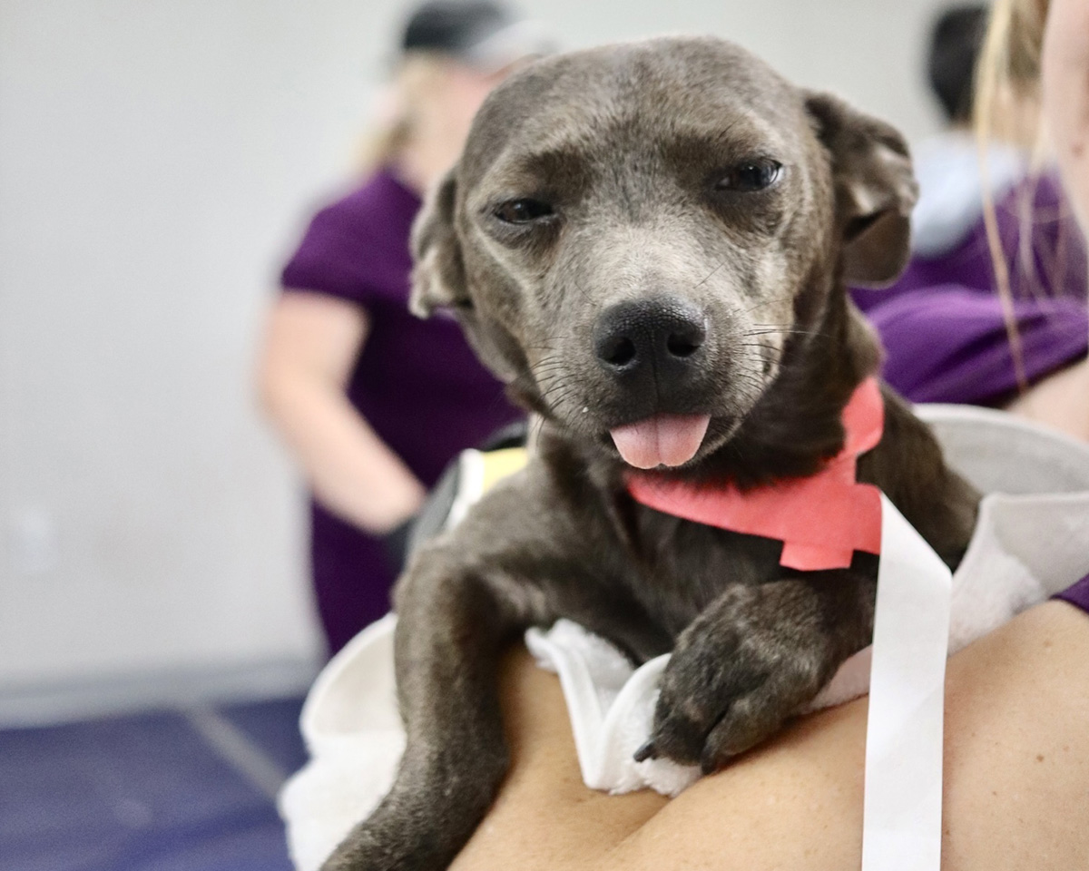 Business data visualization